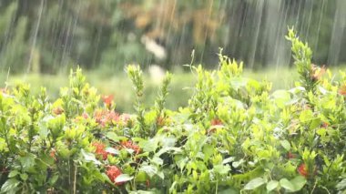 Öğlen Chiangmai Tayland 'da ağaç yapraklarına yağmur yağıyor.