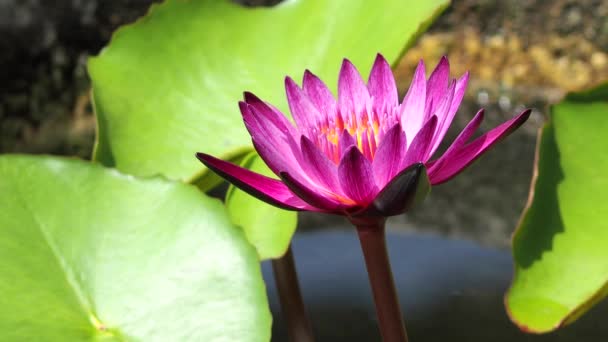 Gölette Lotus Dışarıda Chiangmai Tayland — Stok video