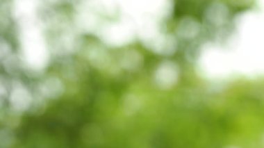 Akşama Chiangmai Tayland 'da güneş ışığıyla bulanık bambu yaprakları..