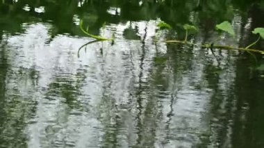 Nehirdeki ağacın yansıması, Chiangmai Tayland