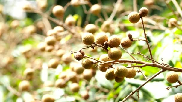 Sluiten Longan Fruit Deur Uit Chiangmai Thailand — Stockvideo