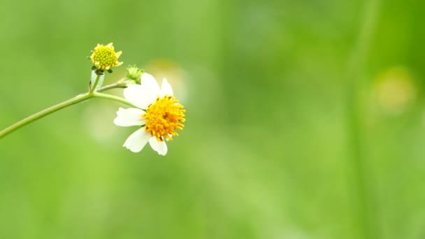 Gras Bloemen Met Zonlicht Het Veld Chiangmai Thailand — Stockvideo