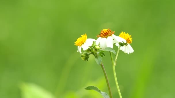 畑には陽の光が差し込む草の花 チェンマイ — ストック動画
