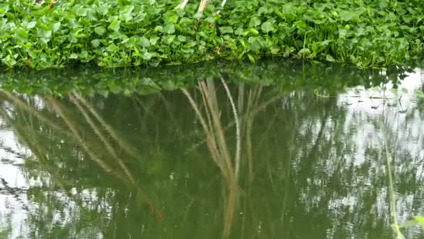 Reflexion Des Baumes Fluss Chiangmai Thailand — Stockvideo