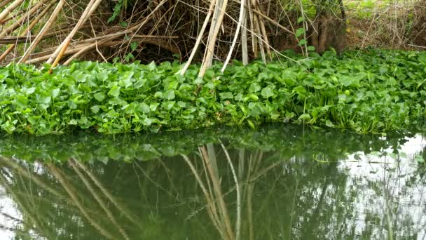 Reflexion Des Baumes Fluss Chiangmai Thailand — Stockvideo