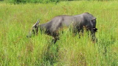 Tayland albino bufalosu tarlada ot yiyor, Chiangmai Tayland kırsalında..