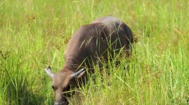 Tayland albino bufalosu tarlada ot yiyor, Chiangmai Tayland kırsalında..