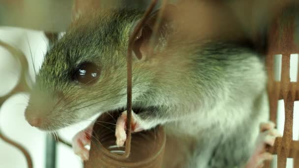 Маленька Мишка Клітці Мишей Двері Chiangmai Таїланд — стокове відео