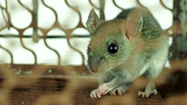 Pequeno Rato Gaiola Ratoeira Porta Fora Chiangmai Tailândia — Vídeo de Stock