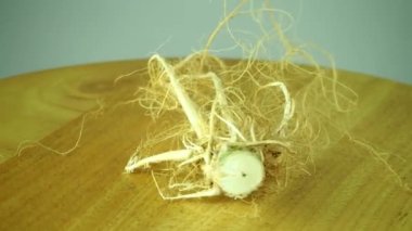 Kenevir kökleri gemide, Stüdyo Chiangmai Tayland 'da.