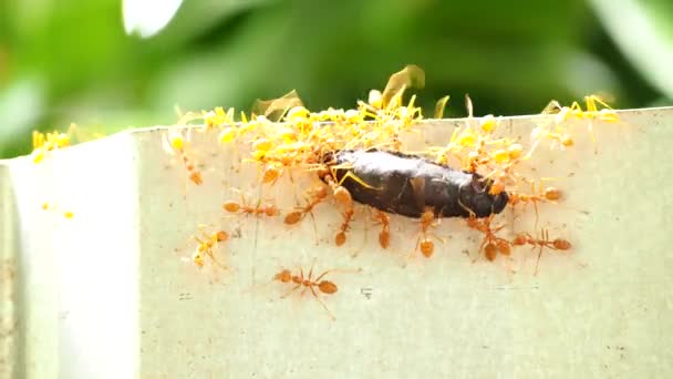 Mravenci Kousají Modlit Zdi Ven Dveře Chiangmai Thajsko — Stock video