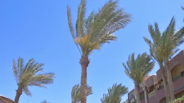 海景背景下的海滨棕榈树 海滨海岸线 宾馆住宿 — 图库视频影像