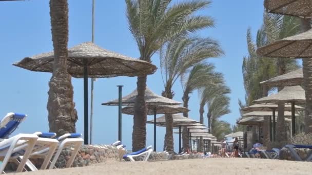 海の景色 ビーチの海岸線を背景にビーチで太陽とヤシの木から織られた傘 — ストック動画