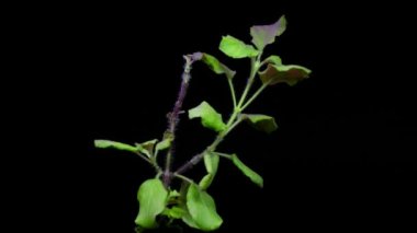 Siyah arka planda bitki örtüsü altında yeşil bir bitkinin zamanı. Konsept: ek ışığın çiçekler ve bitkiler üzerindeki etkisi. Yaprakların hareketi ve büyümesi.