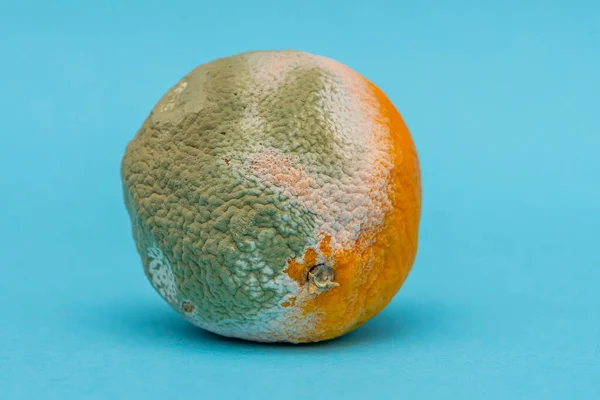 Πορτοκαλί Μούχλα Μπλε Φόντο Όχι Φρέσκα Αποσυντιθέμενα Τρόφιμα — Φωτογραφία Αρχείου