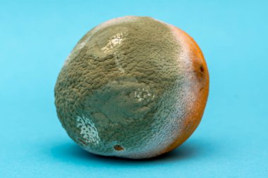 Mavi arka planda küflü turuncu, yeşil küf dokusu, seçici odaklanma. Taze ve çürük meyve değil.