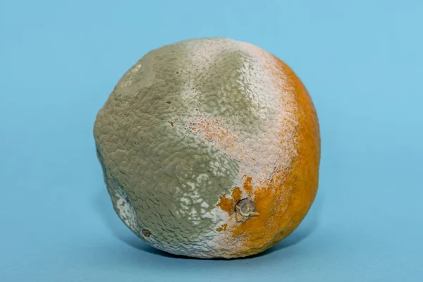 Μουχλιασμένο Πορτοκάλι Μπλε Φόντο Πράσινη Υφή Μούχλας Επιλεκτική Εστίαση Νωπά — Φωτογραφία Αρχείου