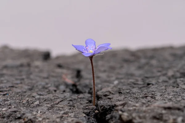 Asfalttaki bir çatlaktan geçen mavi bir çiçek, güneşi ve bitki yaşamının gücünü özlüyor. Karaciğer otu soylu mu yoksa karaciğer otu sıradan mı?.
