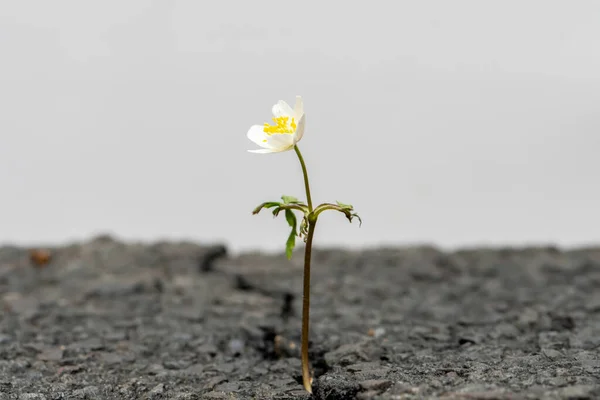 A white flower grows from a crack in the asphalt on a neutral light background, perspective, place for text, close-up, selective focus.