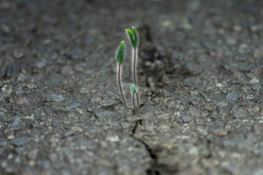 Asfalttaki bir çatlaktan çiçek filizlenir. Kavram: bitki gücü, gövde ve yapraklar, bitki yetiştirme,