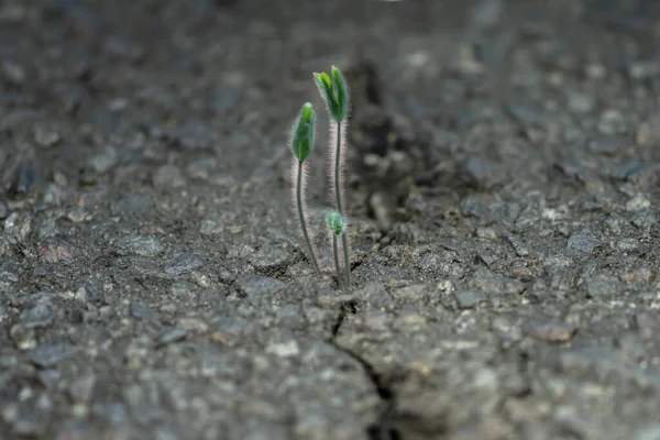 Asfalttaki bir çatlaktan çiçek filizlenir. Kavram: bitki gücü, gövde ve yapraklar, bitki yetiştirme,