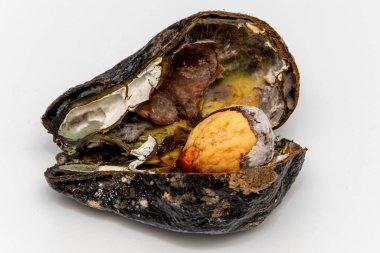 Küflü ve çürük avokado hafif bir arka planda ikiye bölünür. Tehlikeli ve zehirli mantar ve küf yılanları olan çürük meyveler. Avokado bozulmuş ve eski, gıda zehirlenmesi ürünleri..