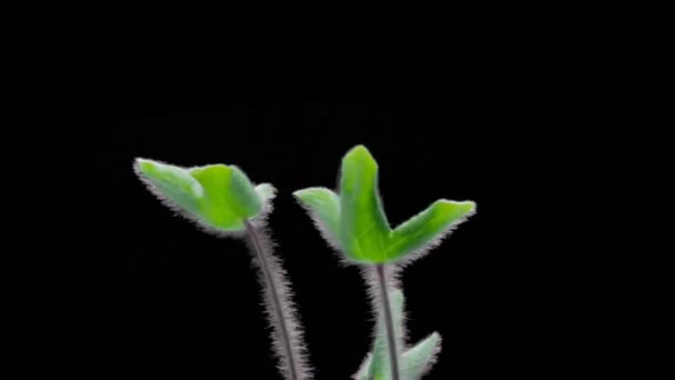 Timelapse Stems Green Leaves Forest Plant Germinate Stretch Upwards Black — Stock Video
