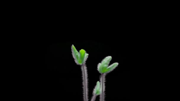 Timelapse Caules Folhas Verdes Uma Planta Floresta Germinar Esticar Para — Vídeo de Stock