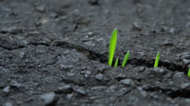 Asfalttaki çatlakların arasından yeşil çimenler filizlenir, kamera hareketi, yakın plan, zaman ayarlı.