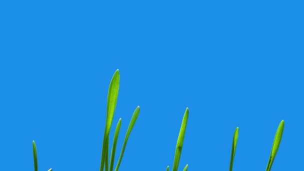 Green Grass Sprouts Spring Blue Background Alpha Channel Close Timelapse — Vídeo de Stock