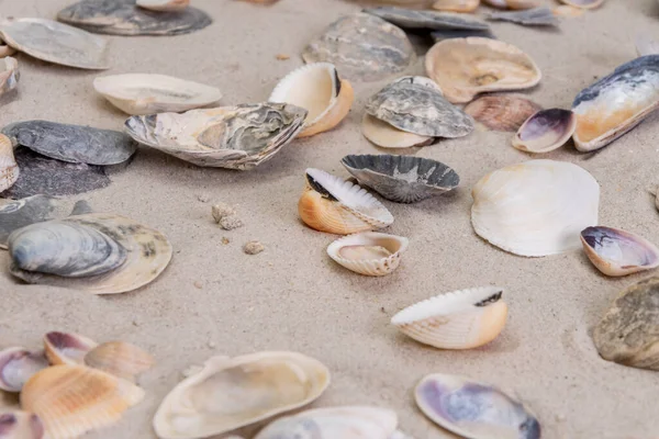 Krásné Mořské Mušle Leží Bílém Písku Pláži — Stock fotografie