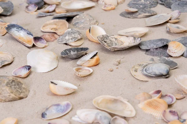 Krásné Mořské Mušle Leží Bílém Písku Pláži — Stock fotografie