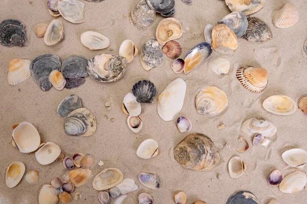 美しい貝殻はビーチの白い砂の上にあります — ストック写真