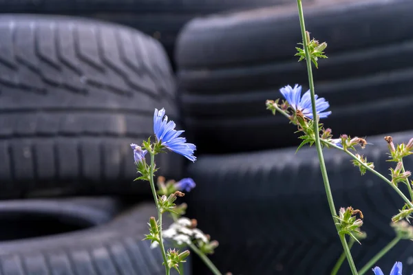 Blue Chicory Flower Grows Background Old Car Tire Wheels Car — Stockfoto