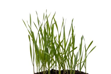 Green grass grows from the ground on a white background, isolate. Young greens sprout .