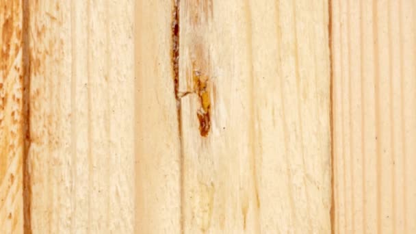 Wood Resin Flows Untreated Freshly Sawn Pine Board Raw Wood — 图库视频影像