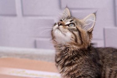 A small striped kitten looks up questioningly at a neutral background in the room.