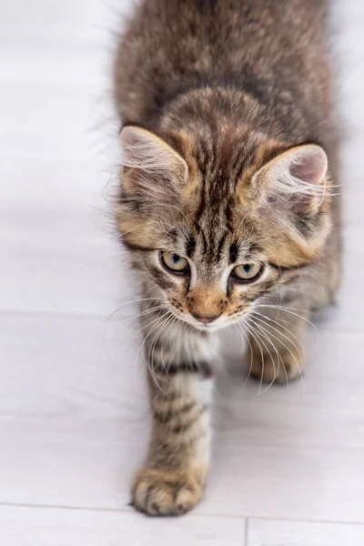 Small Kitten Walks Awkwardly Floor Indoors —  Fotos de Stock