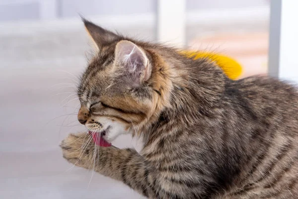 Small Kitten Licks Its Paws Window Its Tongue — Fotografia de Stock