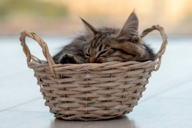 Fluffy kitten sleeping in a wooden basket on a light neutral background.
