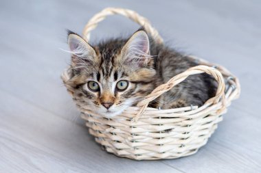 A small gray striped kitten sits in a wooden basket on a light background on the floor in the room