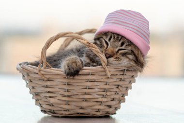 A fluffy kitten in a pink hat sleeps in a wooden basket on a neutral background.
