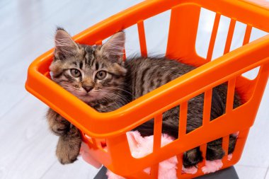 A small fluffy kitten lies in a children's toy grocery stroller.  concept: purchase and application of animals, gift for the holiday.