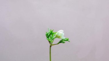 A white flower with green leaves grows and blooms on a light background, a timelapse.