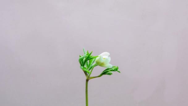 White Flower Green Leaves Grows Blooms Light Background Timelapse — Video Stock