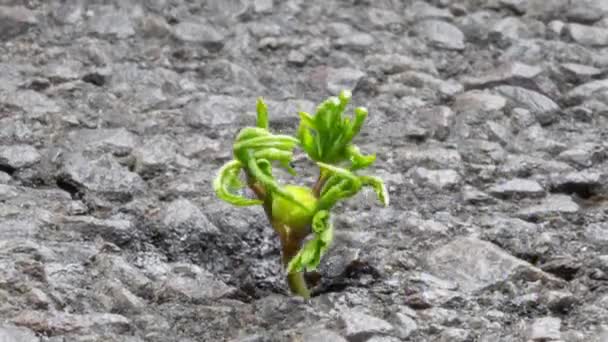 White Flower Sprouts Crack Asphalt Slow Motion Close Leaves Blooming — Stock videók
