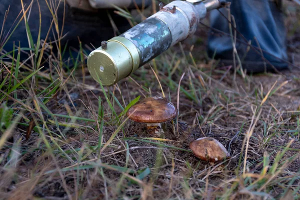 A military man in chemical protection measures the radiation level near mushrooms in the forest with a dosimeter, close-up. Concept: consequences of radiation leakage, radiation hazard.
