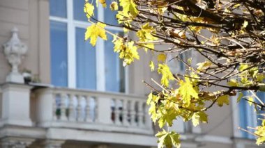 Eski bir Avrupa kentinin arka planında sonbahar sarısı yapraklar. Konsept: Isıtma mevsiminin başlangıcı, ev ısıtma.
