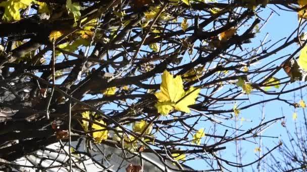 Herbstgelbe Ahornblätter Kräuseln Sich Wind Gegen Den Blauen Himmel Konzept — Stockvideo