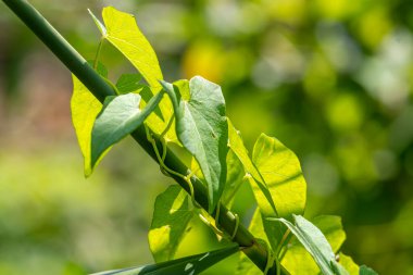 Yeşil genç sarmaşık eski bir dalı sarıyor, yakın plan, seçici odak.